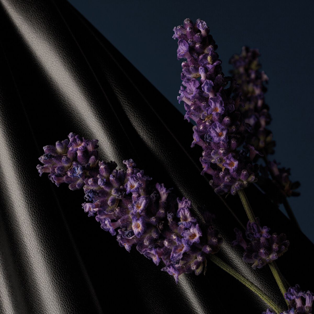 ラヴァンド&nbsp;オフェティッシュ image number 3