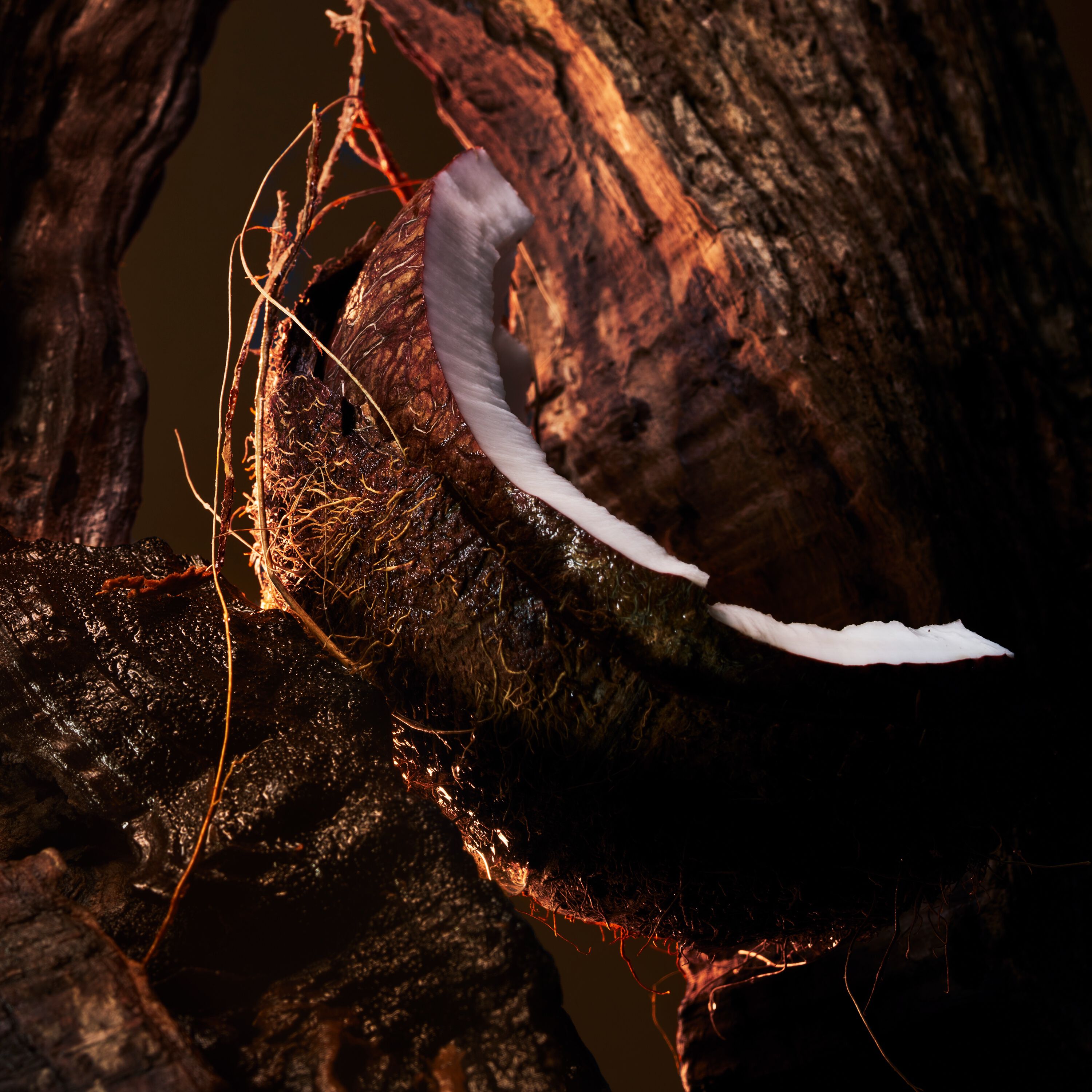  エベンヌフェティッシ image number 3