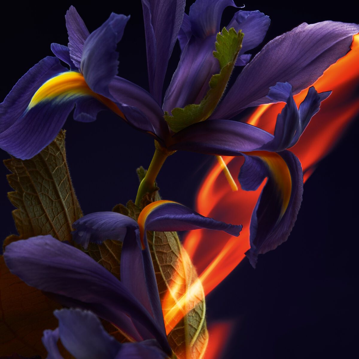 リリス オードゥパルファン image number 3