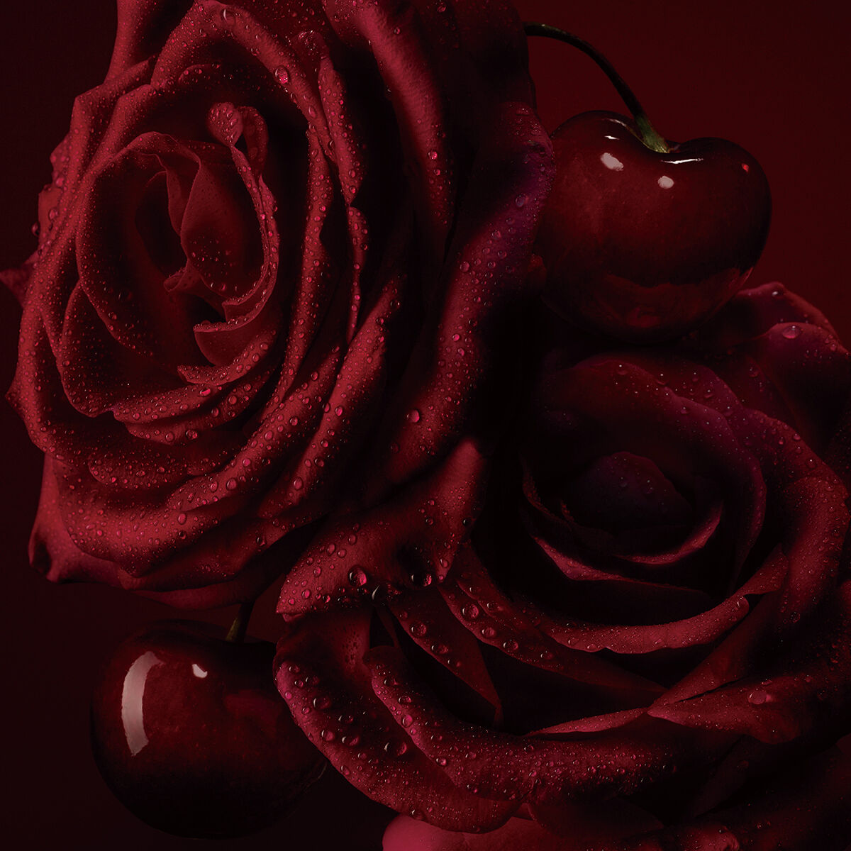 フェティッシュ ラローズ  image number 3